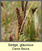 sedge,glaucous