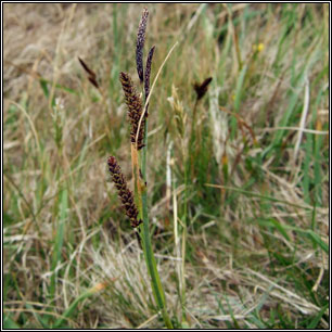 Carex flacca