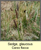 sedge,glaucous