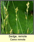 sedge,remote