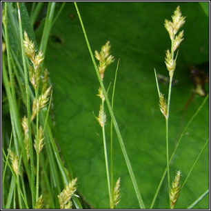 Carex remota