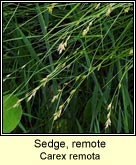 sedge,remote