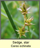 sedge,star