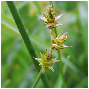 Carex echinata