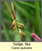 sedge,flea