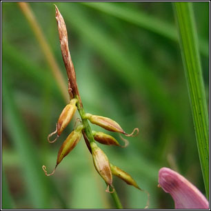 Carex pulicaris