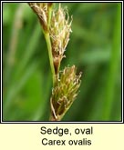 sedge,oval