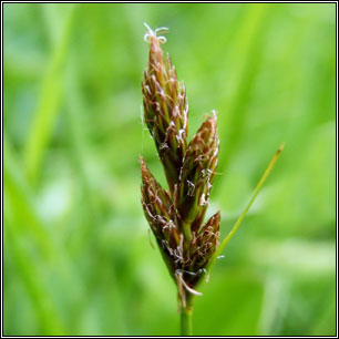 Carex leporina, Carex ovalis