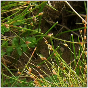 Bristle Club-rush, Isolepis setacea