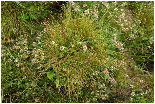 Bristle Club-rush, Isolepis setacea