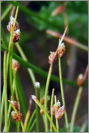 Bristle Club-rush, Isolepis setacea