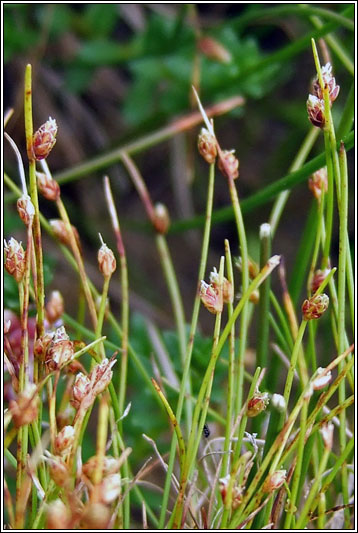 Bristle Club-rush, Isolepis setacea