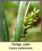 sedge,pale