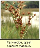 fen-sedge,great