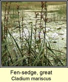 fen-sedge,great