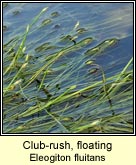 club-rush,floating