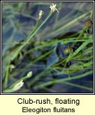 club-rush,floating