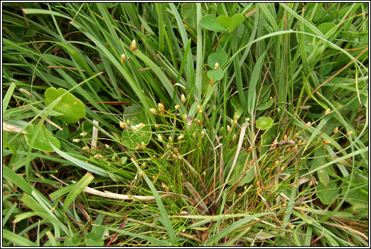 Slender Club-rush, Isolepis cernua