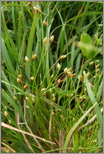 Slender Club-rush, Isolepis cernua