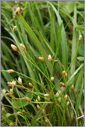 Slender Club-rush, Isolepis cernua