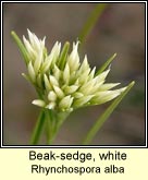 beak-sedge,white