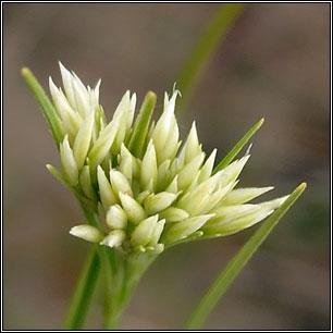 White Beak-sedge, Rhynchospora alba