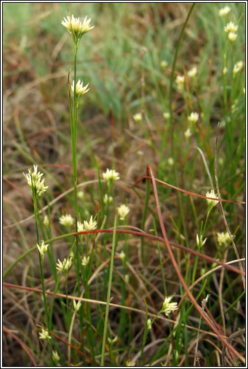 White Beak-sedge, Rhynchospora alba