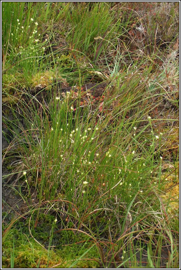 White Beak-sedge, Rhynchospora alba