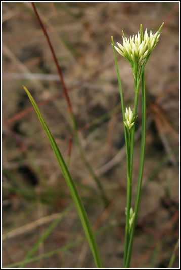 White Beak-sedge, Rhynchospora alba