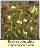 beak-sedge,white