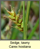 Sedge, tawny