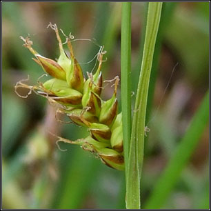 Tawny Sedge, Carex hostiana