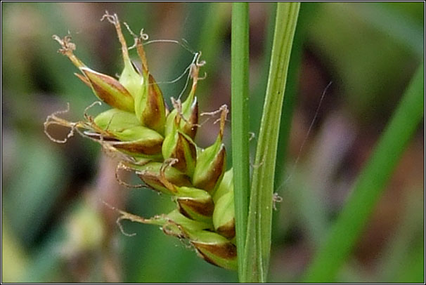 Tawny Sedge, Carex hostiana