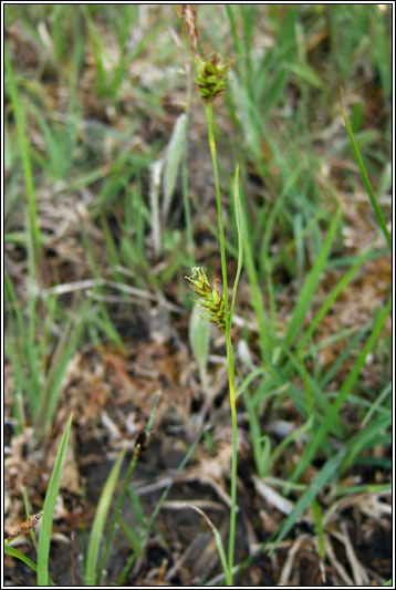 Tawny Sedge, Carex hostiana