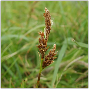 Spring Sedge, Carex caryophyllea