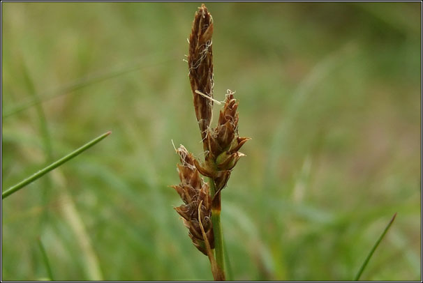 Spring Sedge, Carex caryophyllea