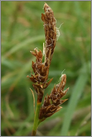 Spring Sedge, Carex caryophyllea