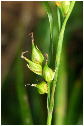 Starved Wood-sedge, Carex depauperata