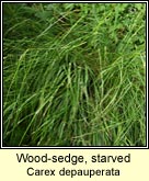 wood-sedge, starved