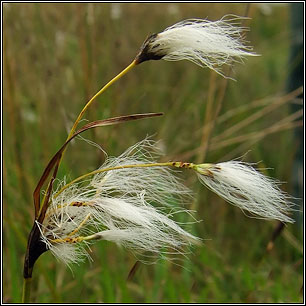 Broad-leaved Cotton-grass, Eriophorum latifolium