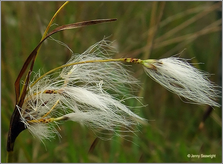 Broad-leaved Cotton-grass, Eriophorum latifolium