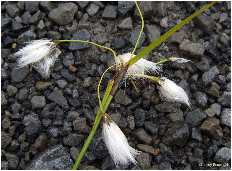 Broad-leaved Cotton-grass, Eriophorum latifolium