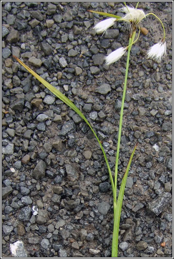 Broad-leaved Cotton-grass, Eriophorum latifolium