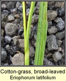 Cotton-grass, broad-leaved