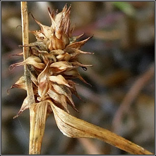 Long-stalked Yellow-sedge, Carex lepidocarpa