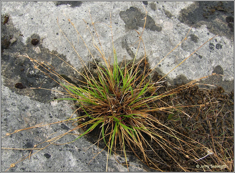 Long-stalked Yellow-sedge, Carex viridula ssp brachyrrhyncha