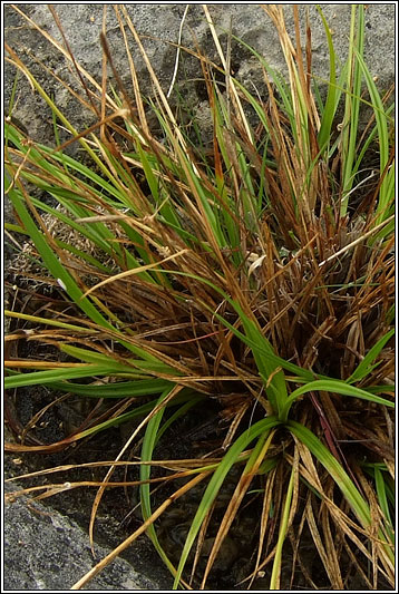 Long-stalked Yellow-sedge, Carex viridula ssp brachyrrhyncha