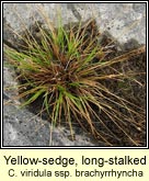 Yellow-sedge, long-stalked