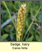 Sedge, hairy