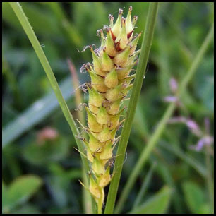 Hairy Sedge, Carex hirta